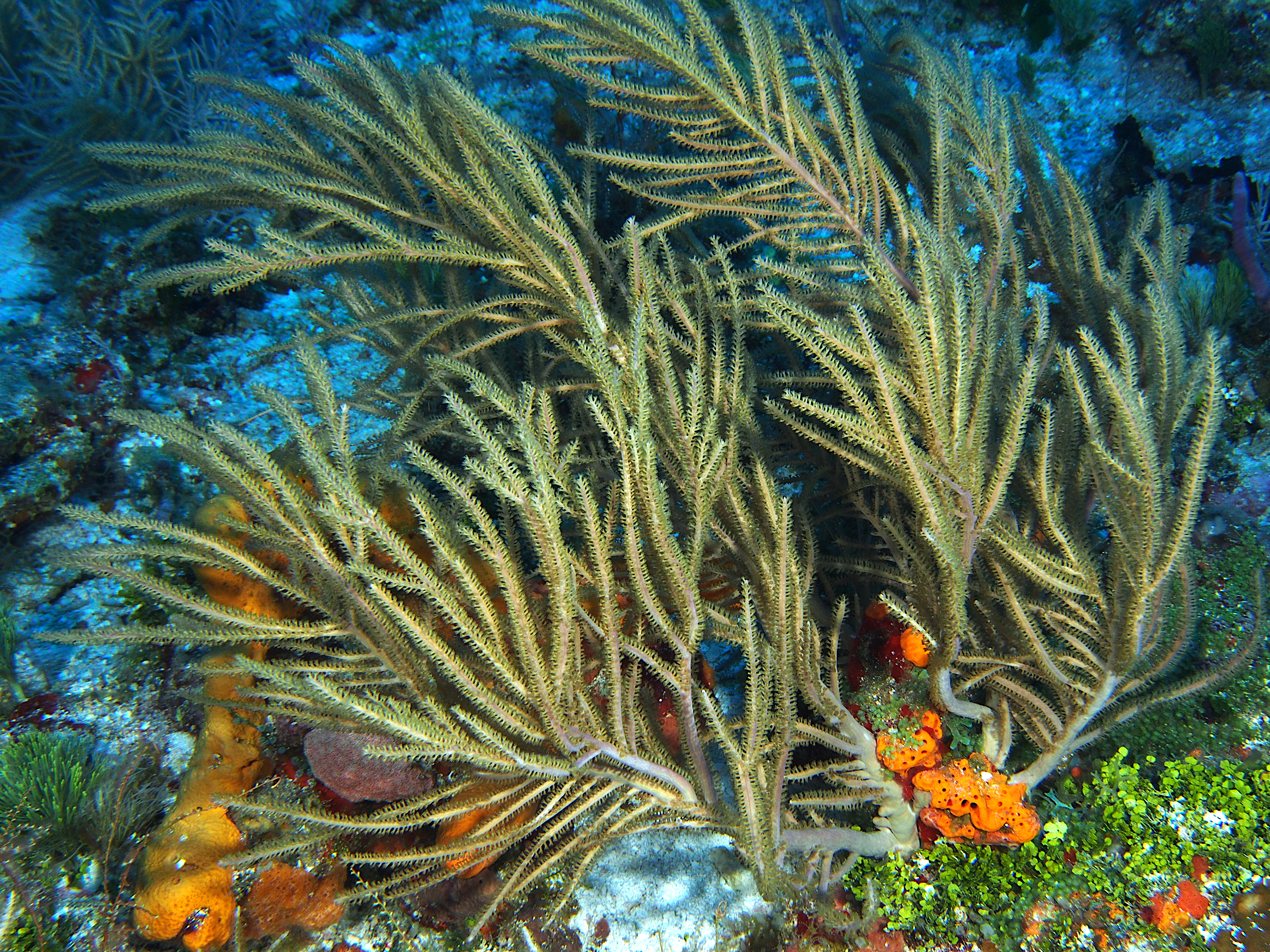 Sea Plumes - Antillogorgia spp.