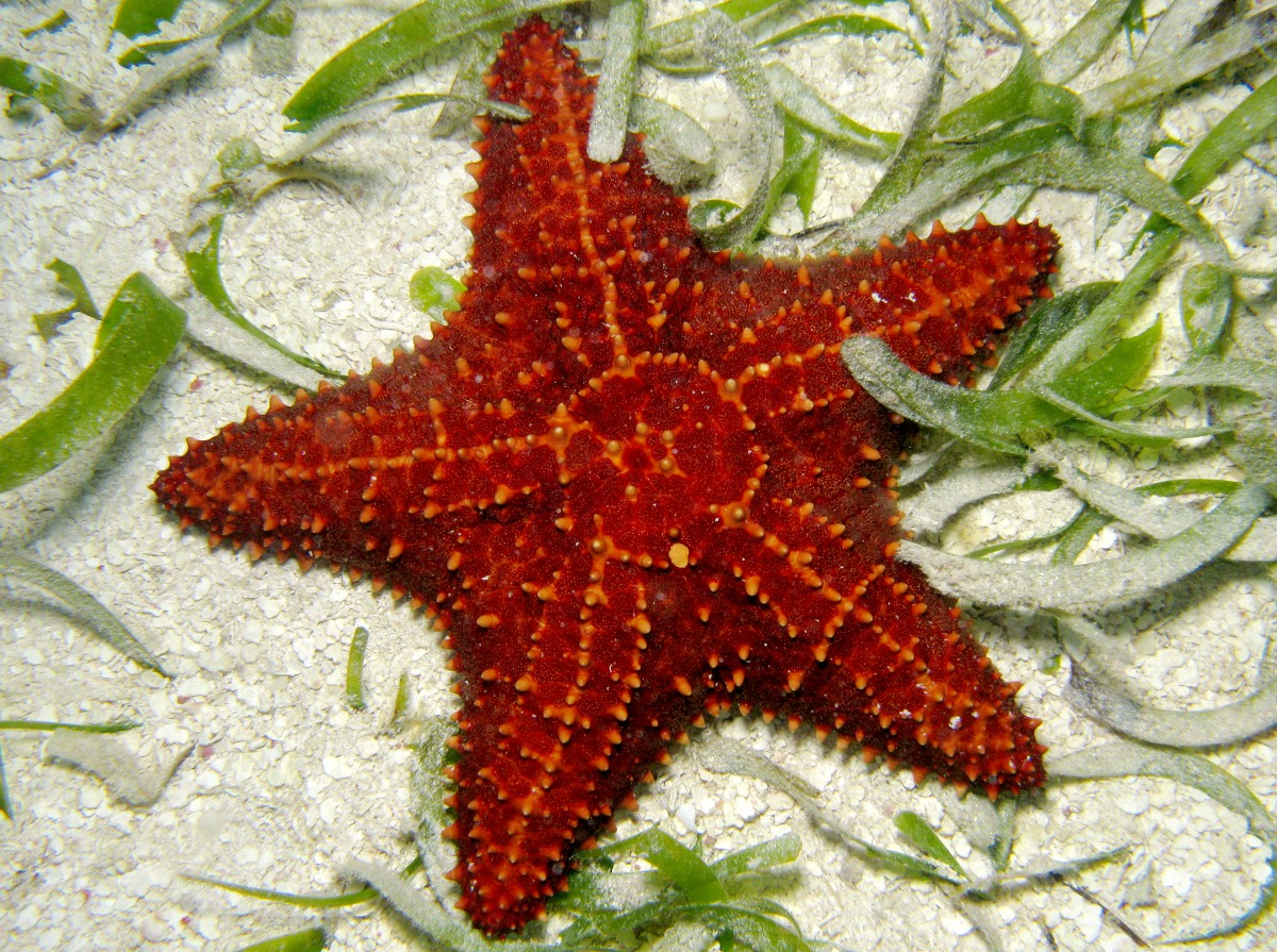 Cushion Sea Star - Oreaster reticulatus