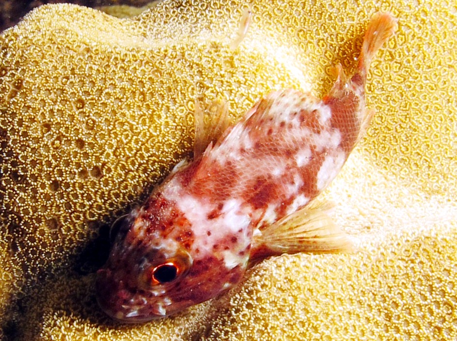 Speckled Scorpionfish - Sebastapistes coniorta