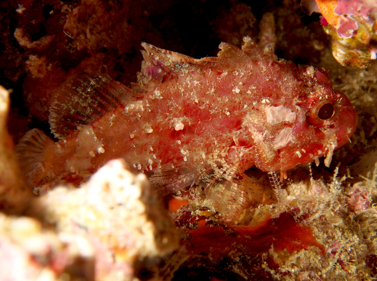 Barchin Scorpionfish - Sebastapistes strongia - Fiji