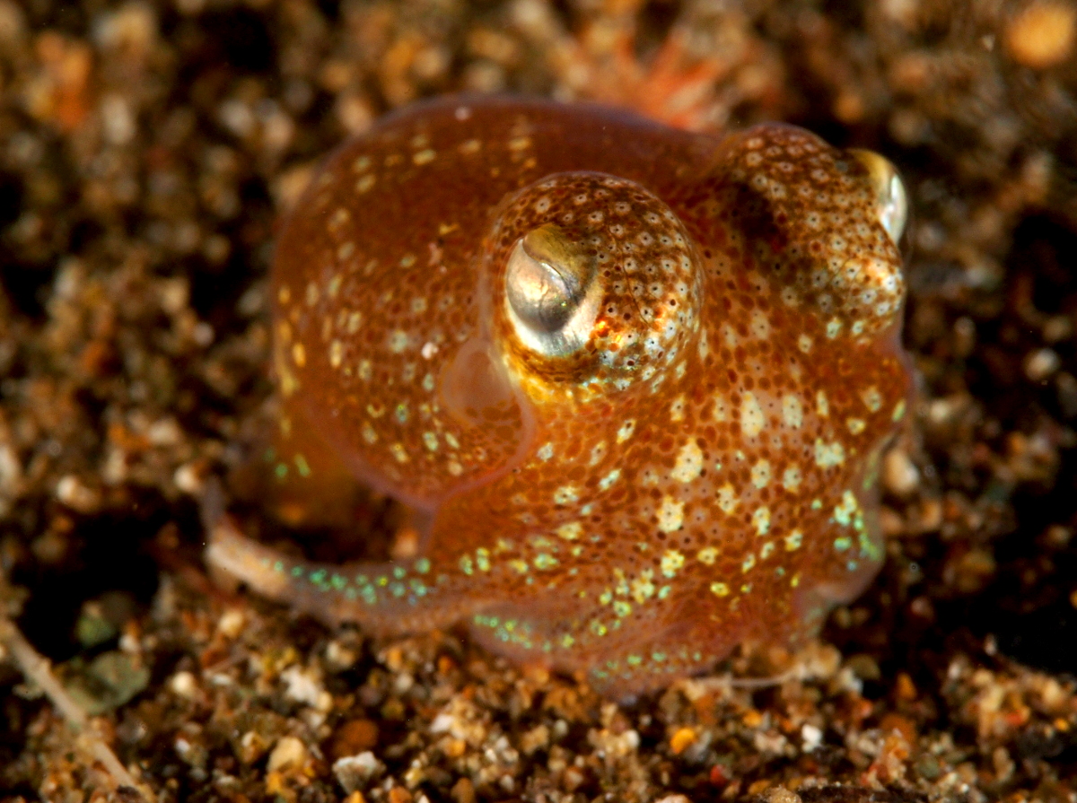 Tropical Bottletail Squid - Sepiadarium kochi