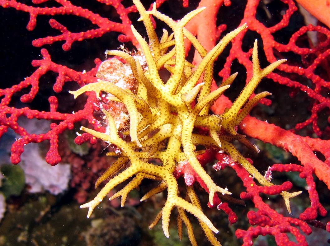 Needle Coral - Seriatopora hystrix