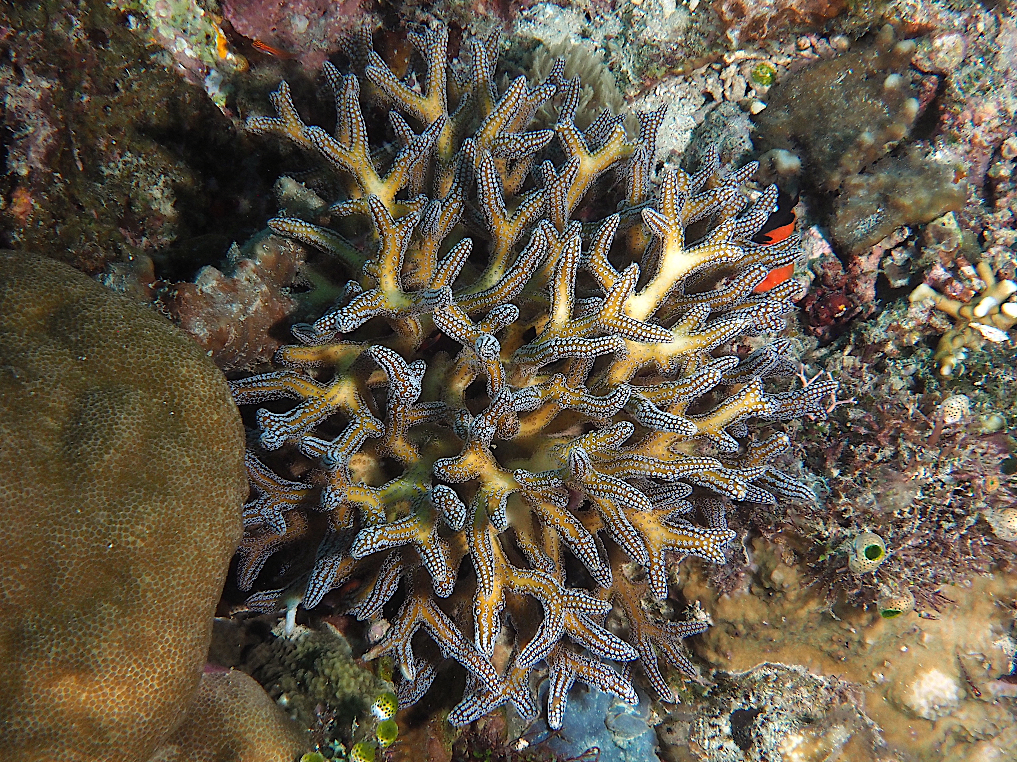 Needle Coral - Seriatopora hystrix