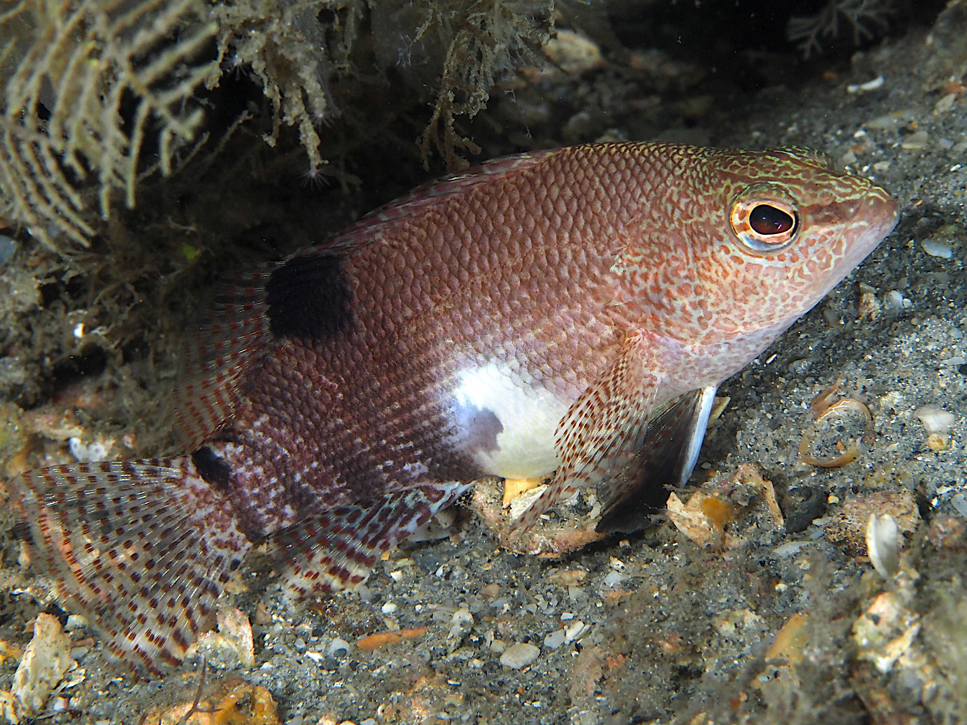Belted Sandfish - Serranus subligarius - Palm Beach, Florida