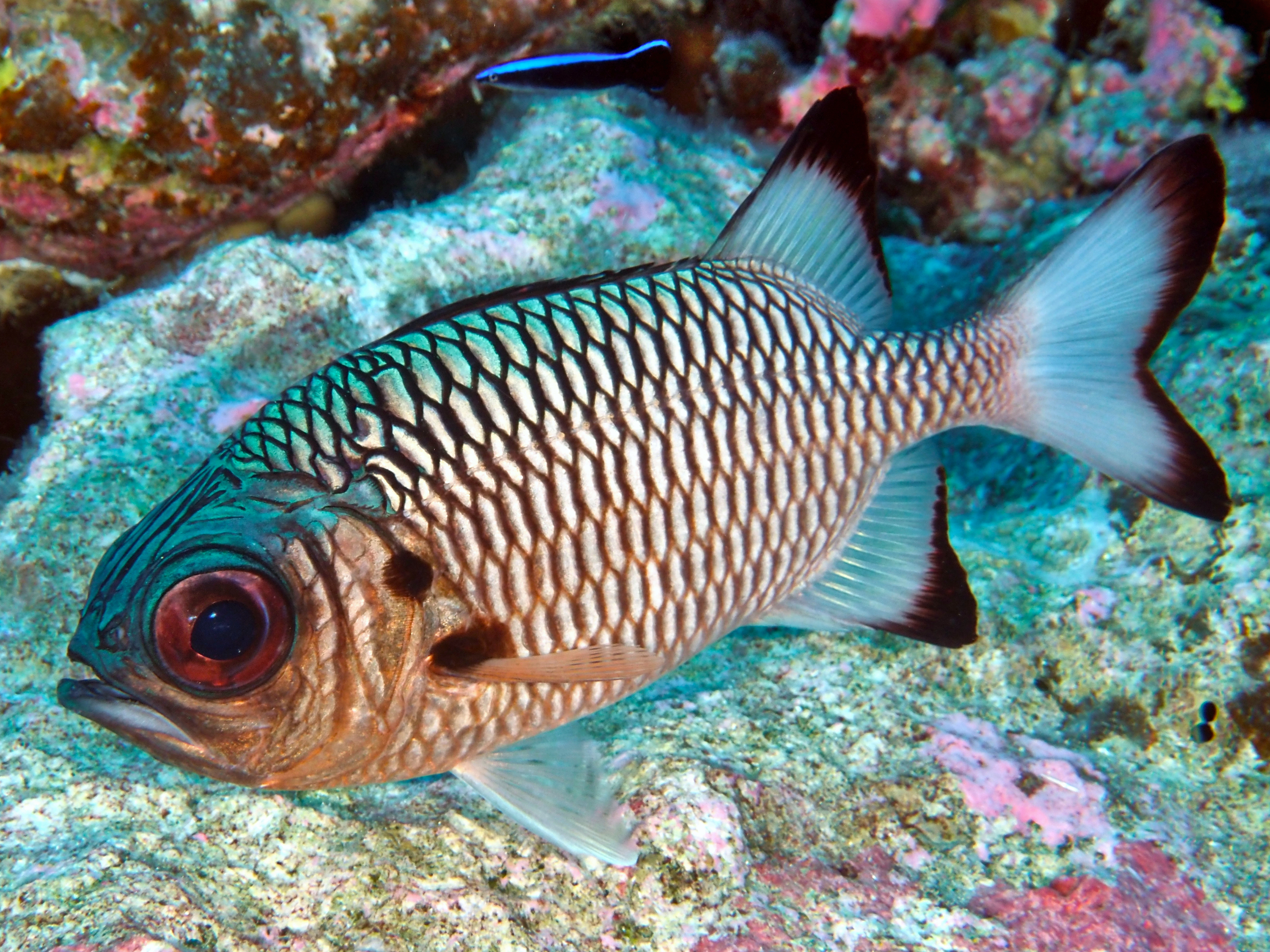 Shadowfin Soldierfish - Myripristis adusta