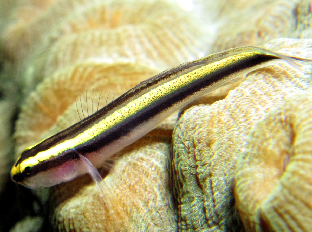 Sharknose Goby - Elacatinus evelynae