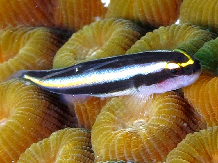 Sharknose Goby - Elacatinus evelynae