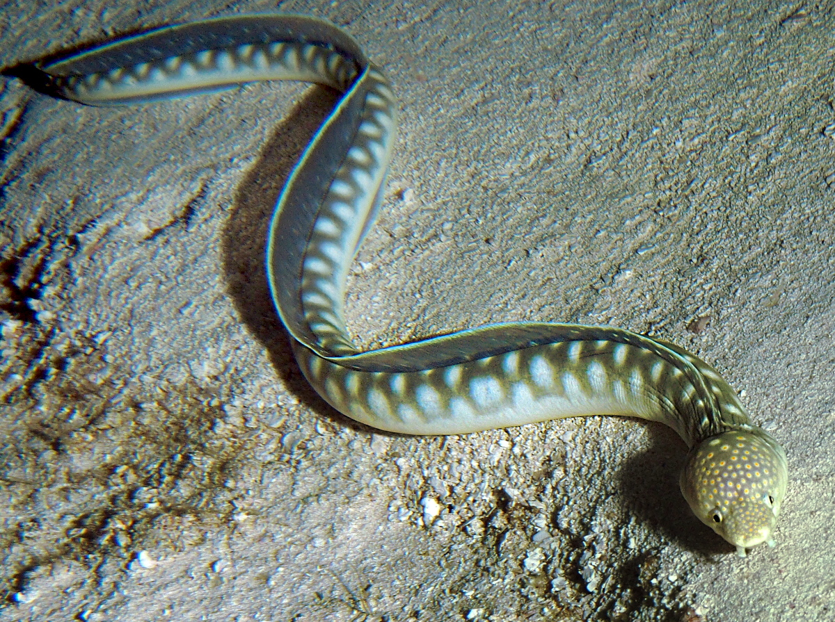 Sharptail Eel - Myrichthys breviceps