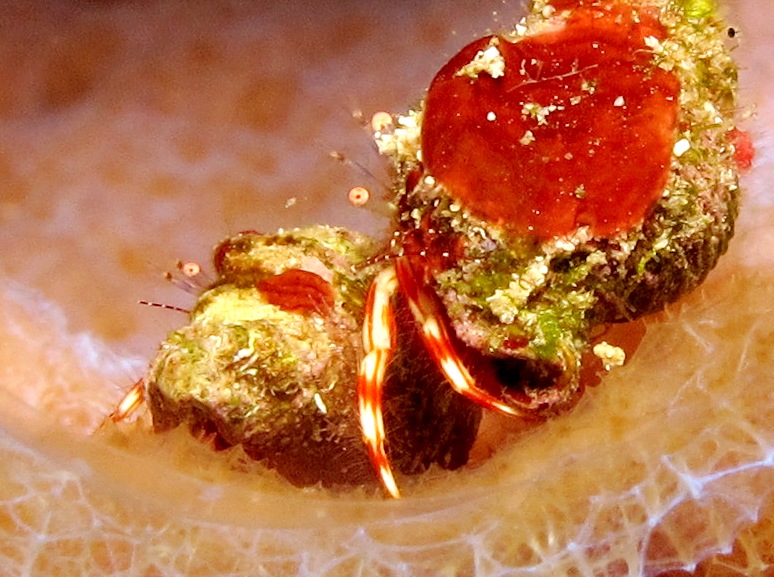 Shortfinger Hermit Crab - Pagurus brevidactylus
