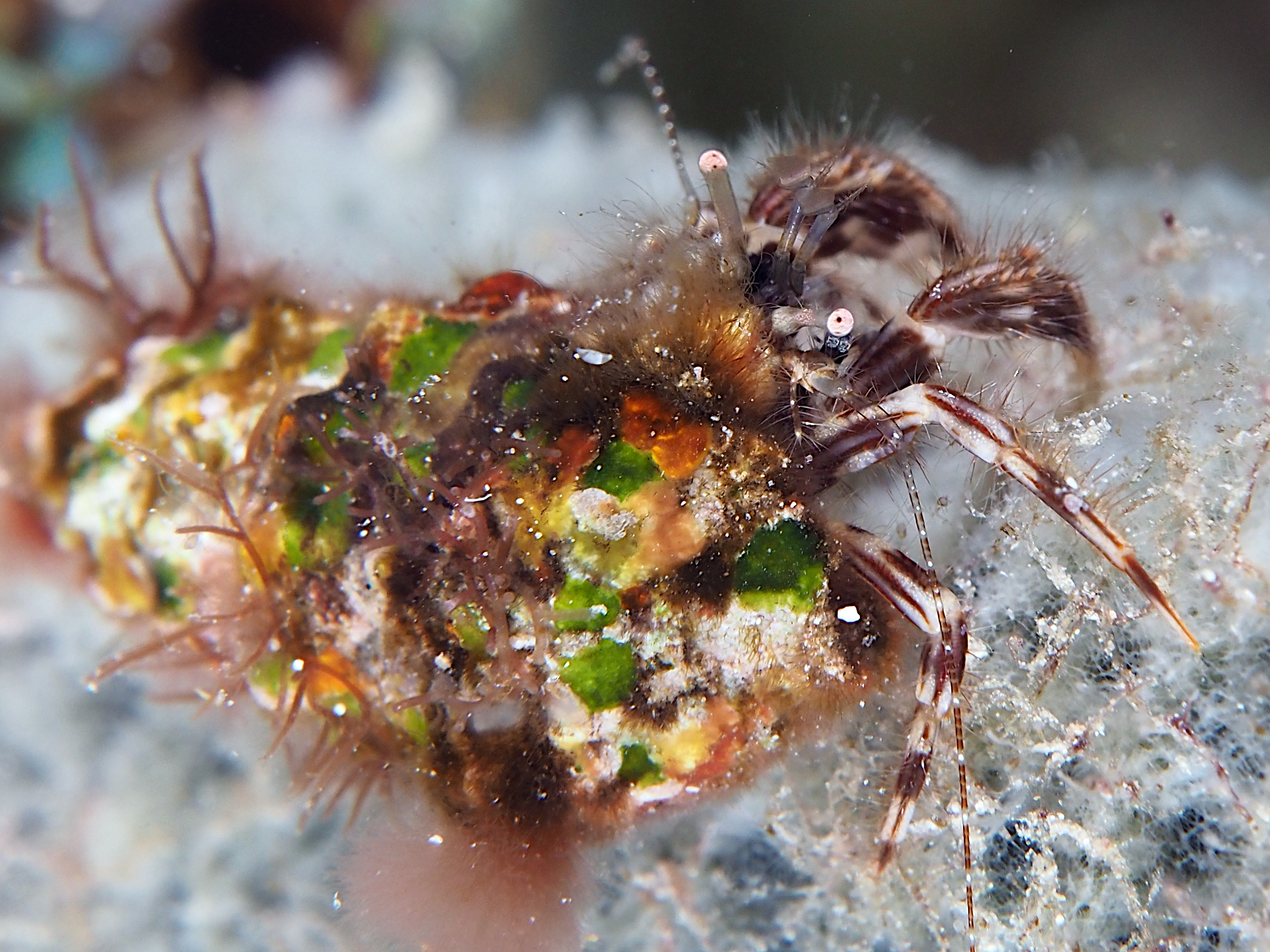 Shortfinger Hermit Crab - Pagurus brevidactylus