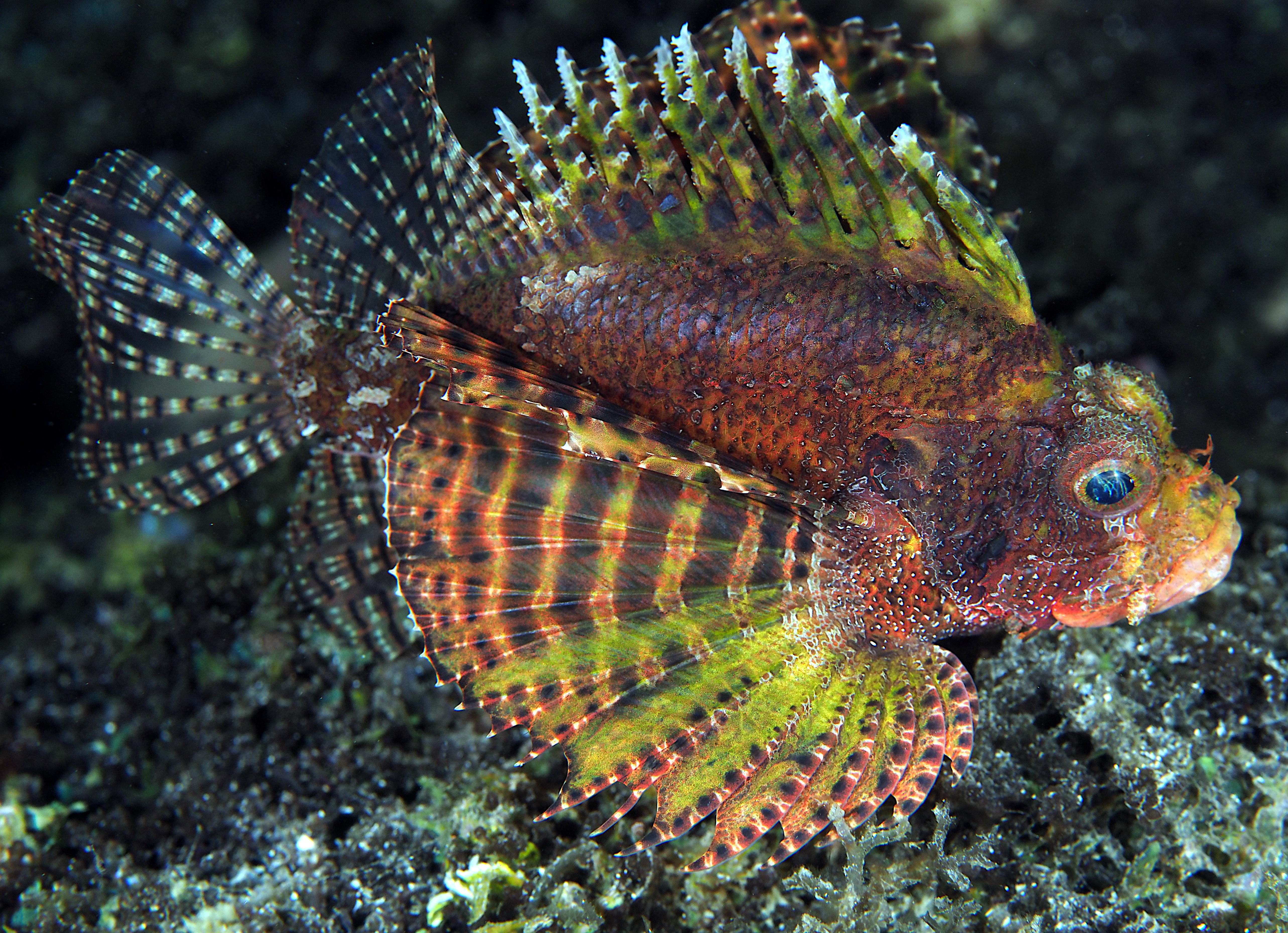 Shortfin Lionfish - Dendrochirus brachypterus