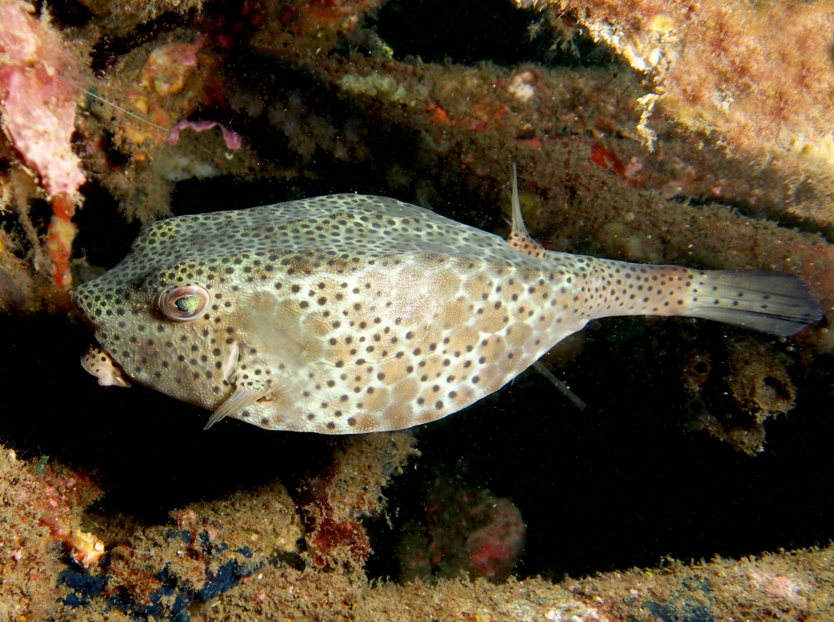 Shortnose Boxfish - Rhynchostracion nasus - Lembeh Strait, Indonesia