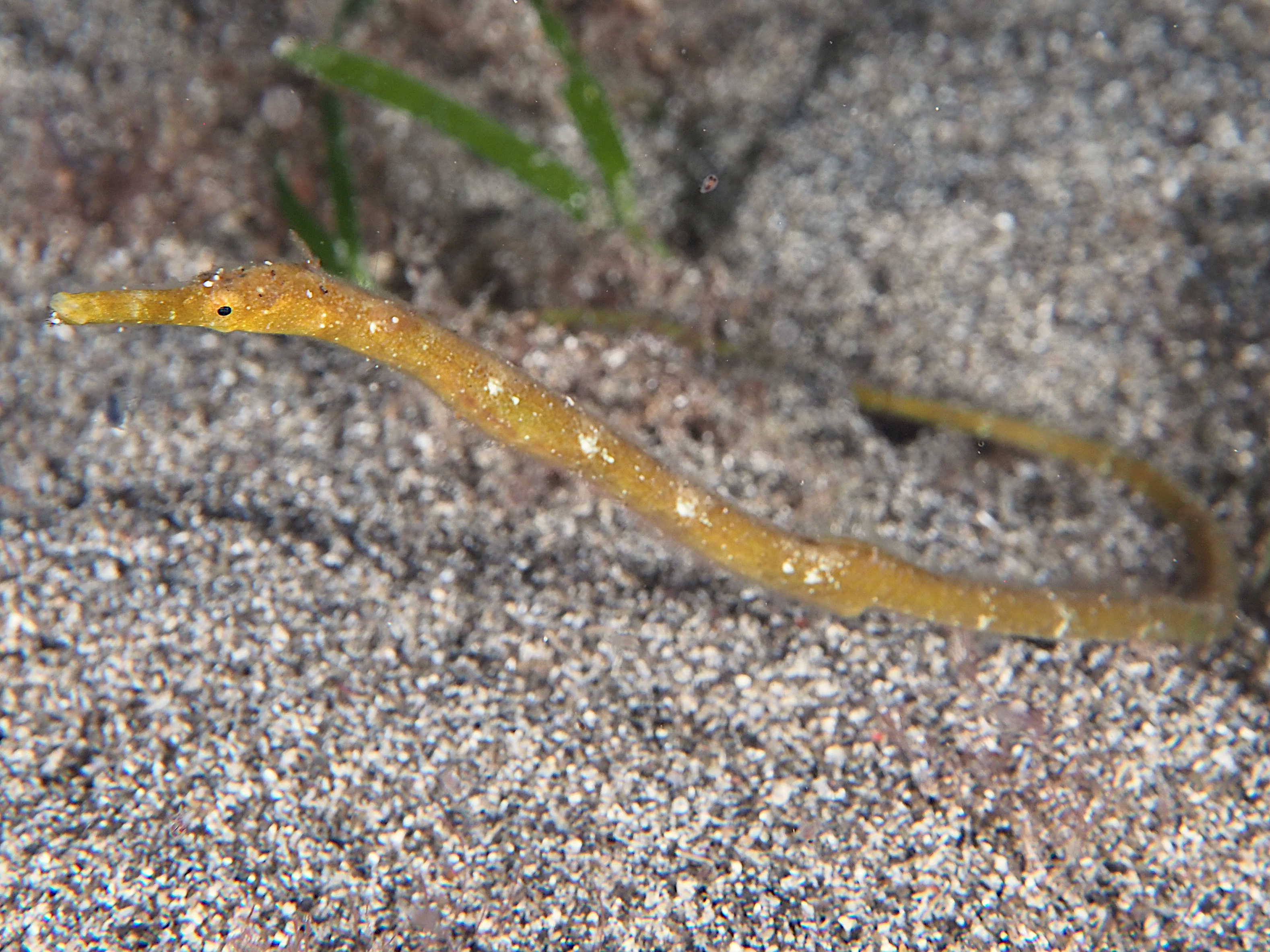 Short-Tailed Pipefish - Trachyrhamphus bicoarctatus