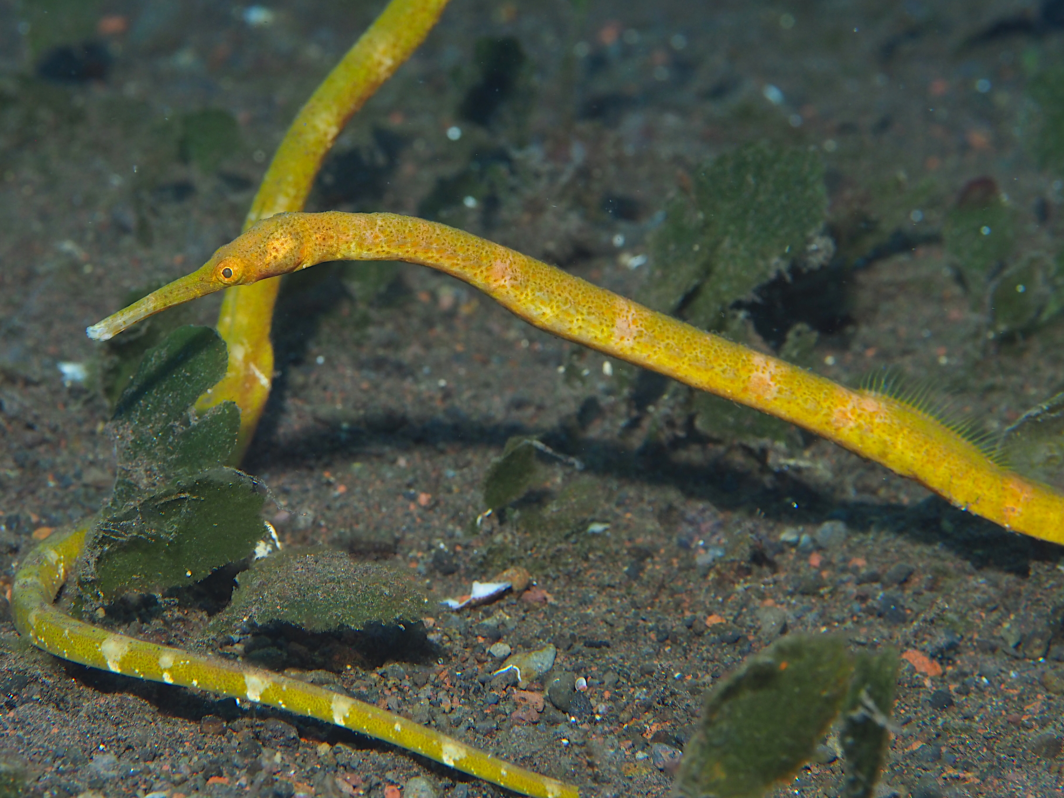 Short-Tailed Pipefish - Trachyrhamphus bicoarctatus