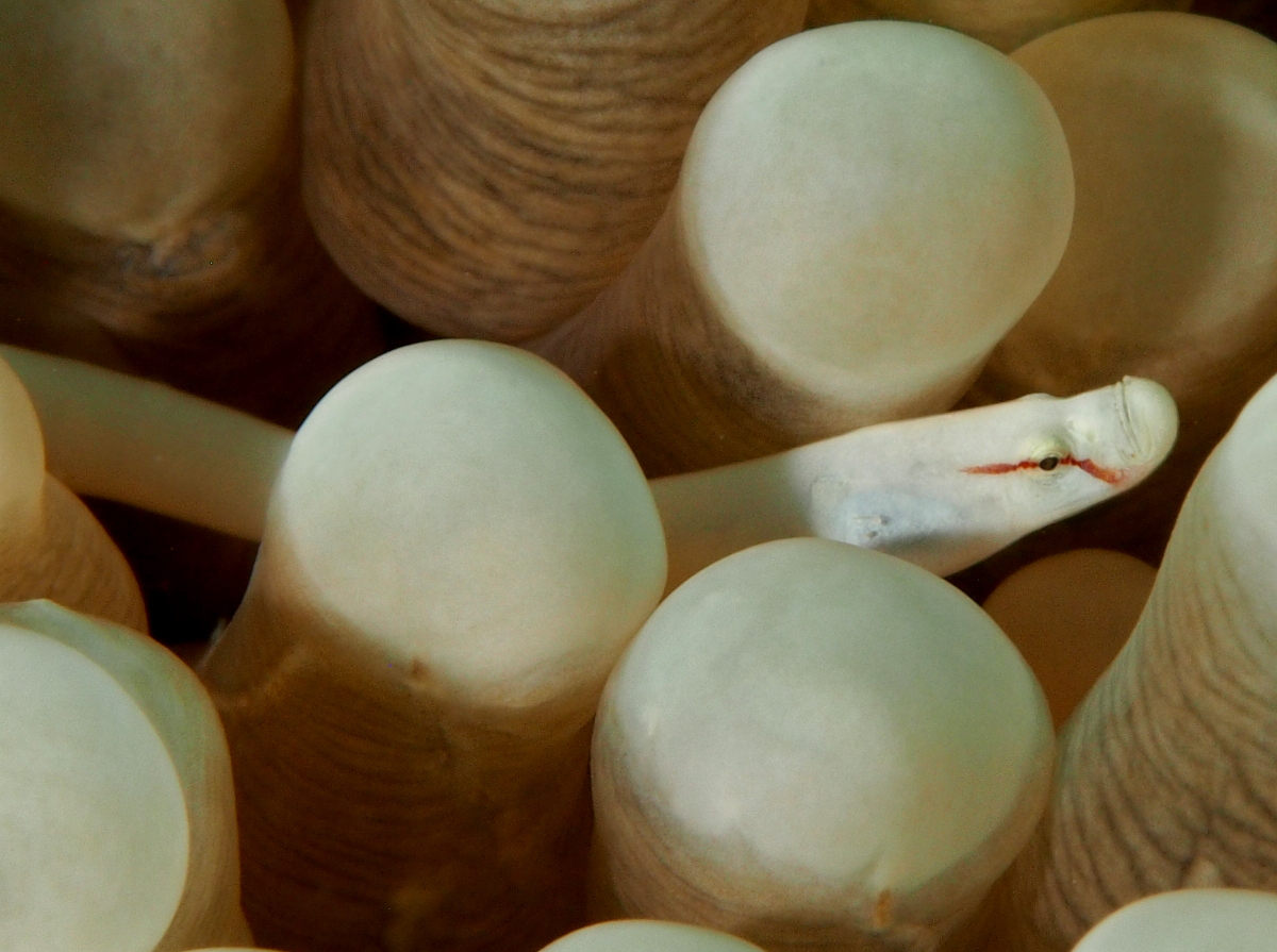 Mushroom Coral Pipefish - Siokunichthys nigrolineatus