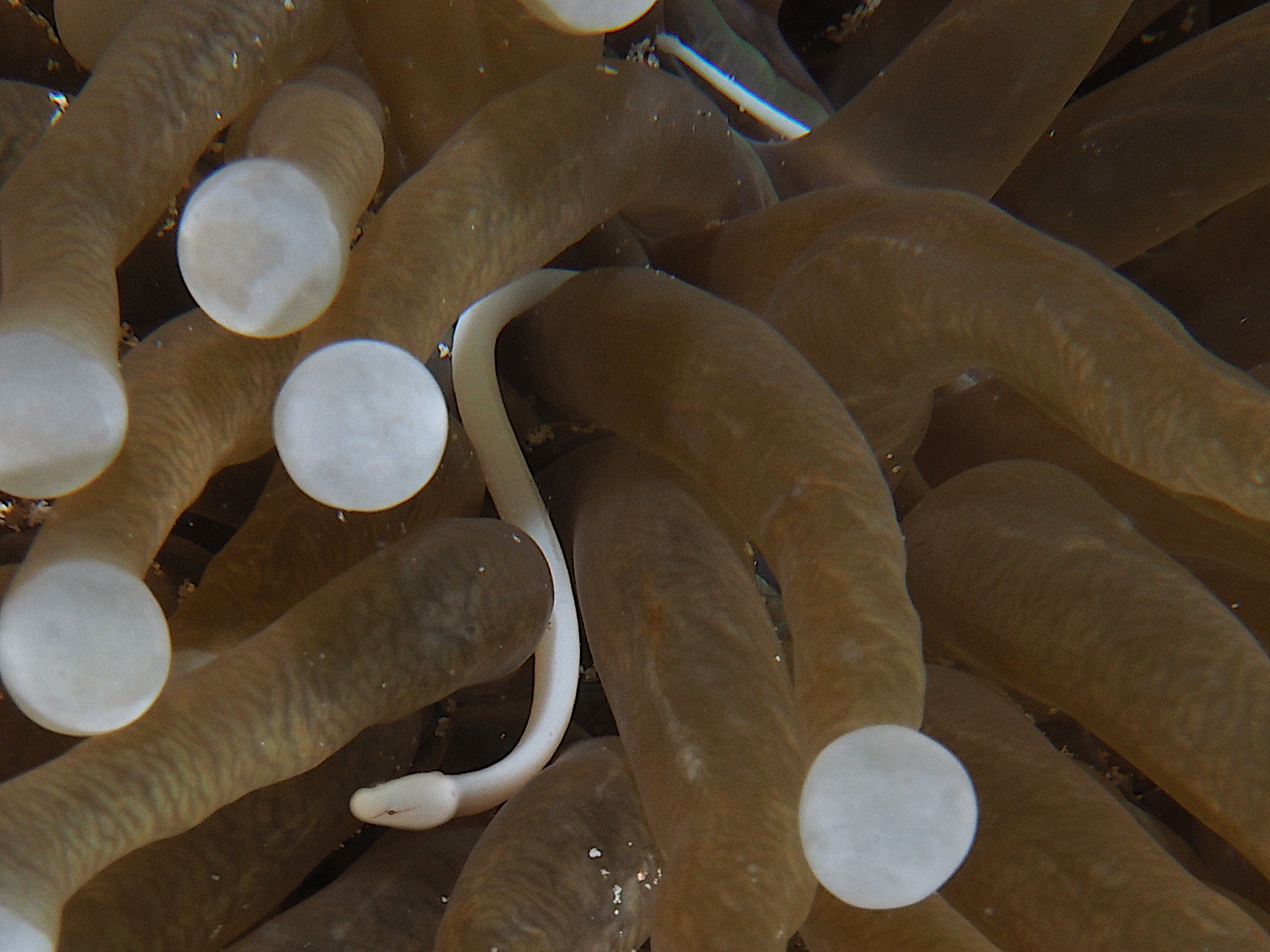 Mushroom Coral Pipefish - Siokunichthys nigrolineatus