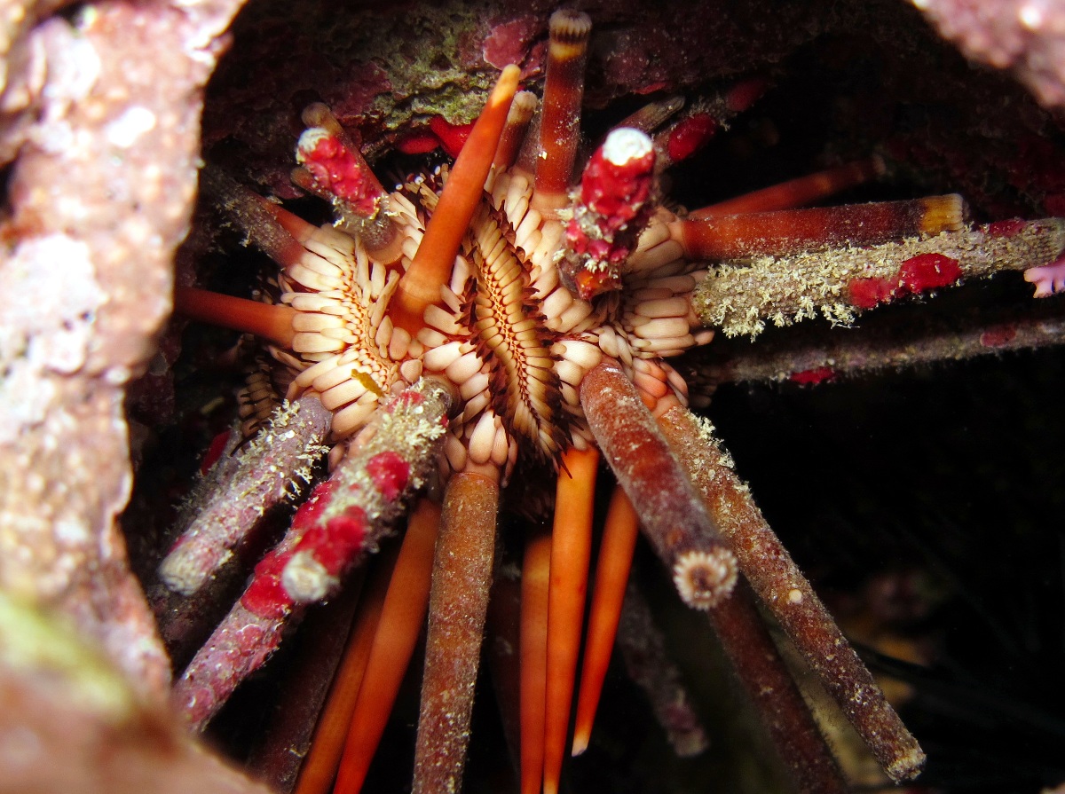 Slate Pencil Urchin - Eucidaris tribuloides