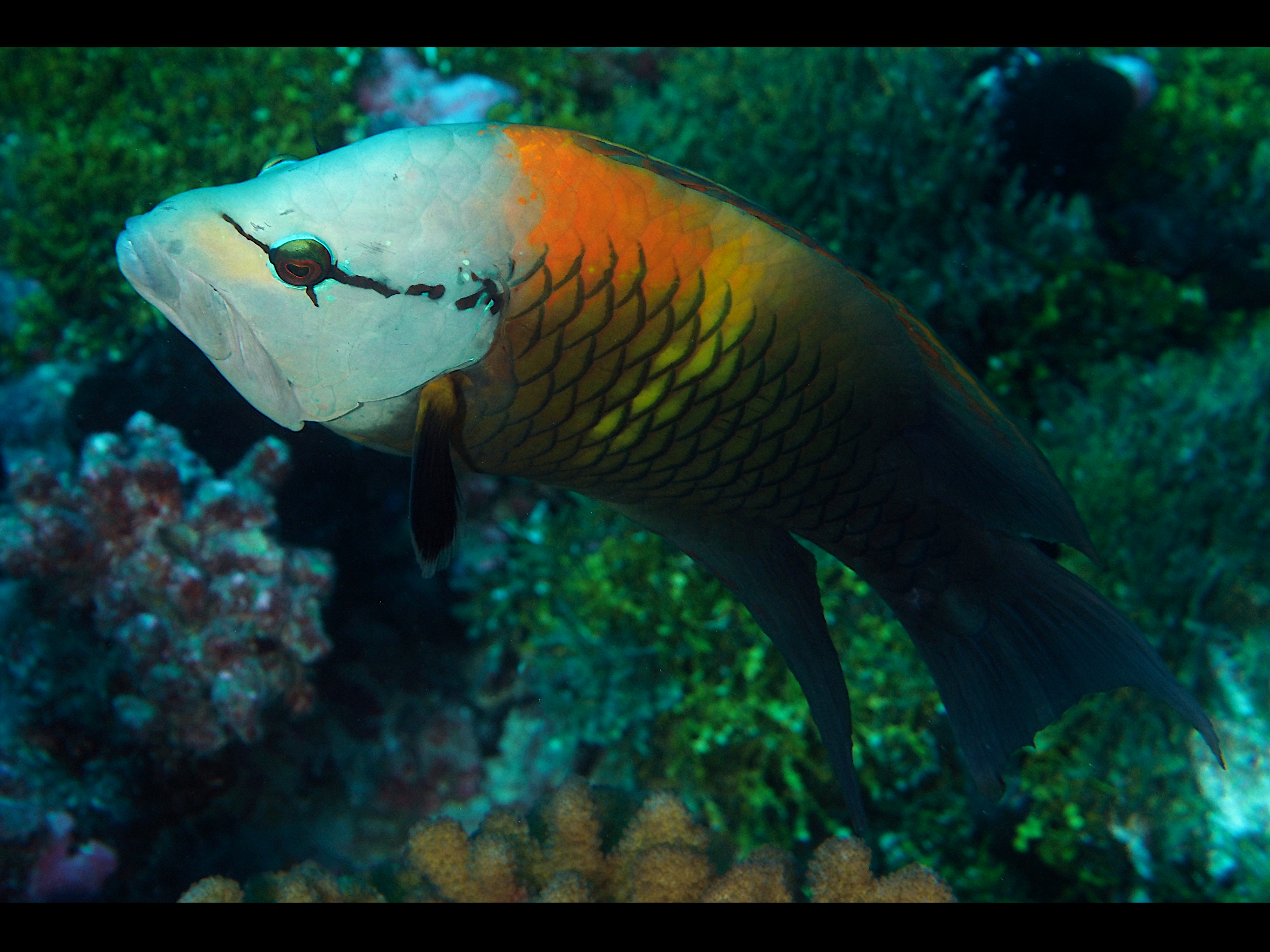 Slingjaw Wrasse - Epibulus insidiator
