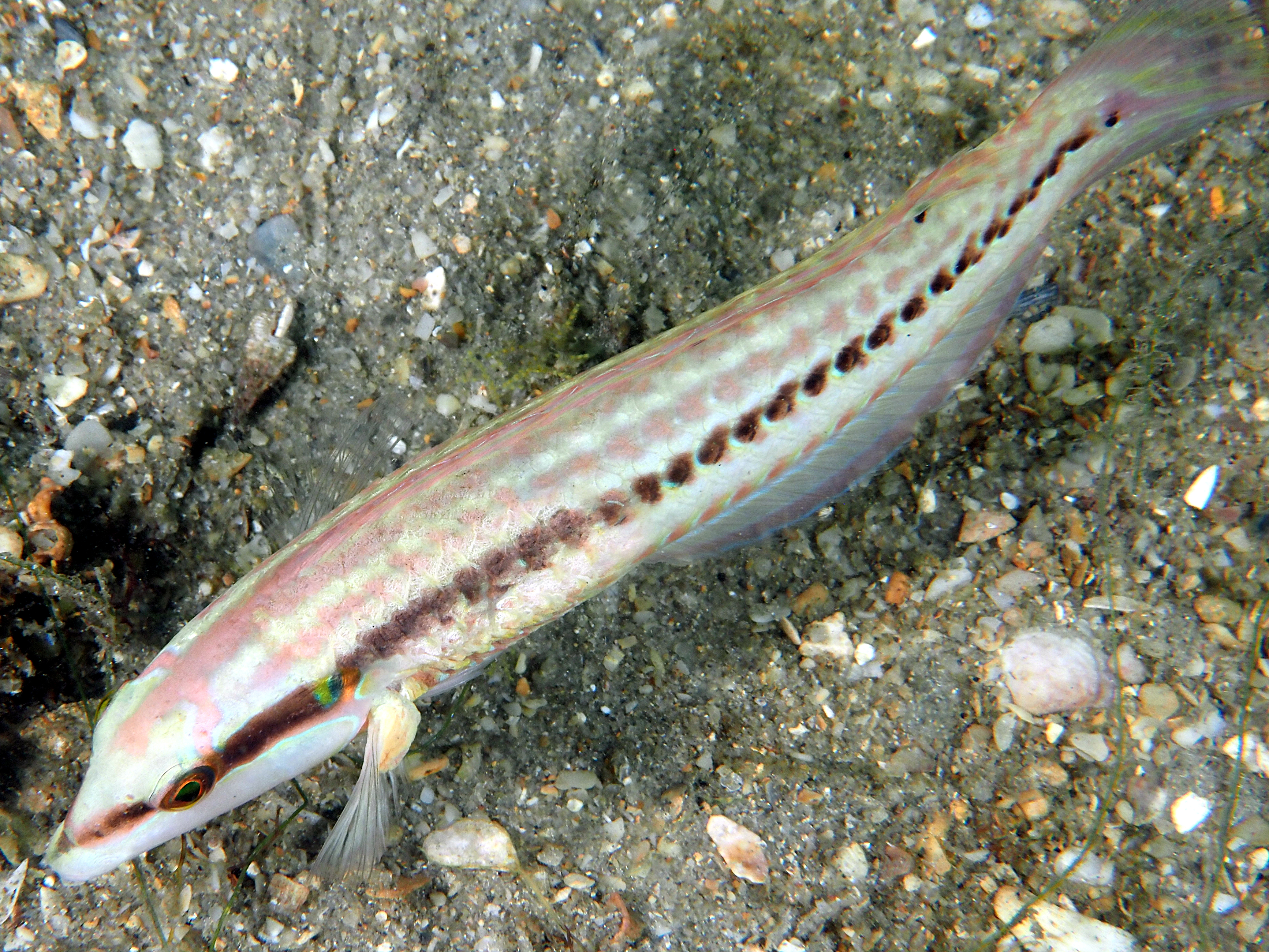 Slippery Dick - Halichoeres bivittatus