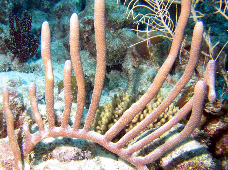 Slit-Pore Sea Rods - Plexaurella spp.