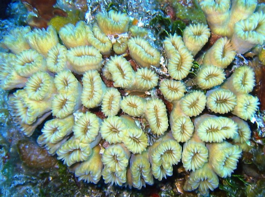 Smooth Flower Coral - Eusmilia fastiginia