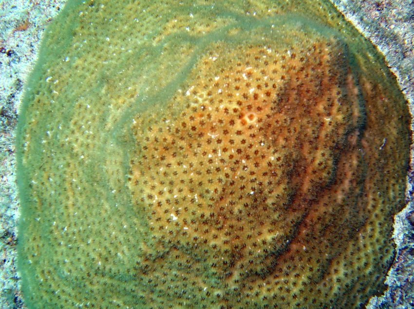 Smooth Star Coral - Solesnastrea bournoni