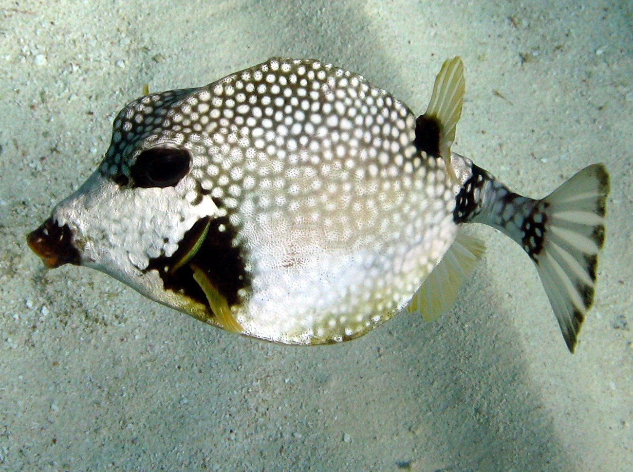 Smooth Trunkfish - Lactophrys triqueter