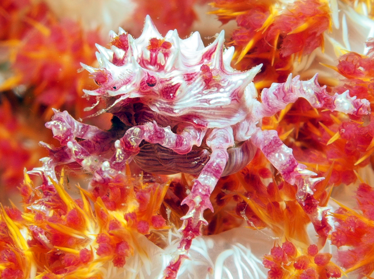 Soft Coral Crab - Hoplophrys oatesii