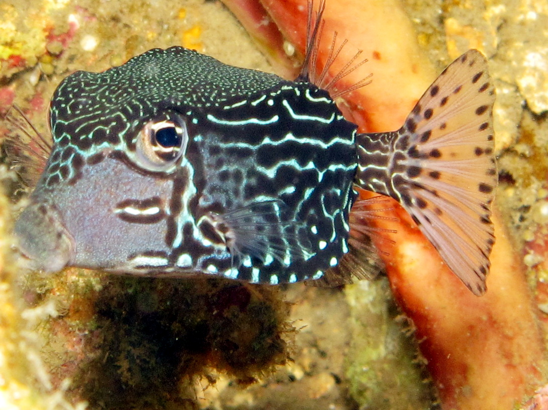 Solor Boxfish - Ostracion solorensis