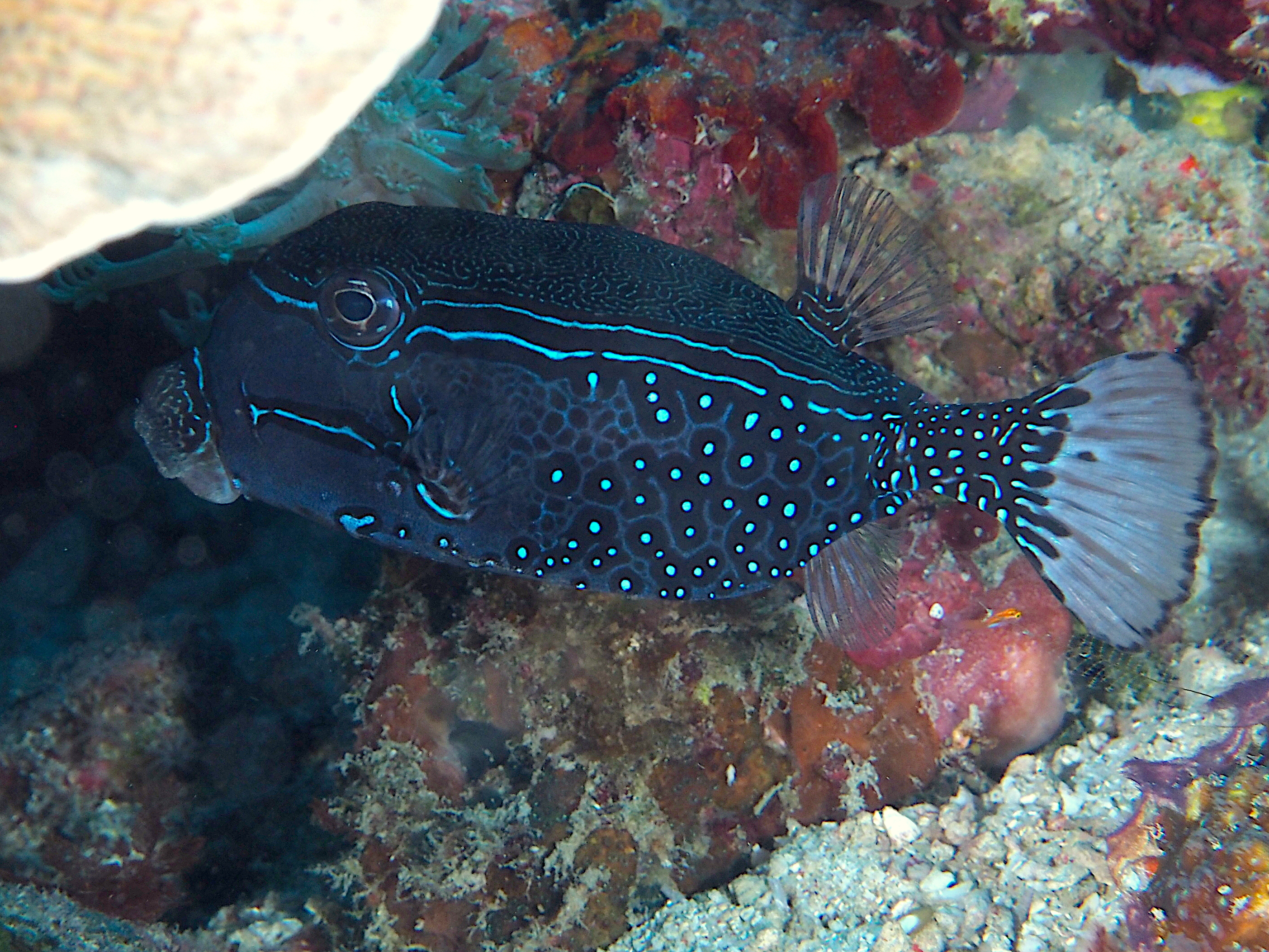 Solor Boxfish - Ostracion solorense