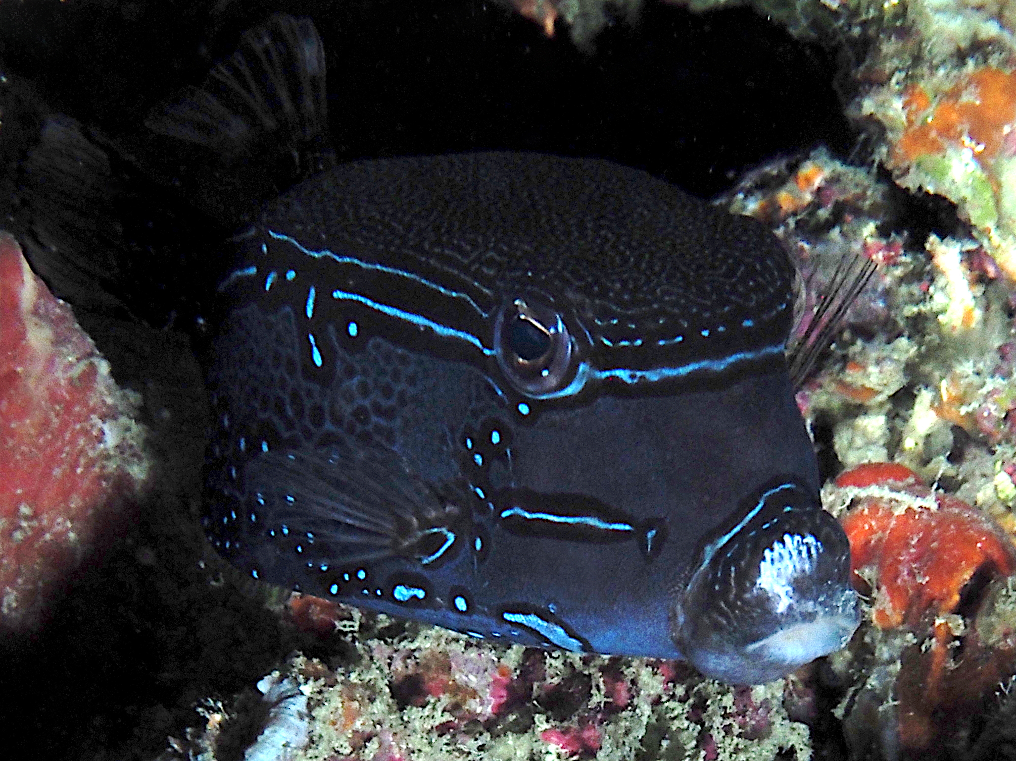 Solor Boxfish - Ostracion solorense