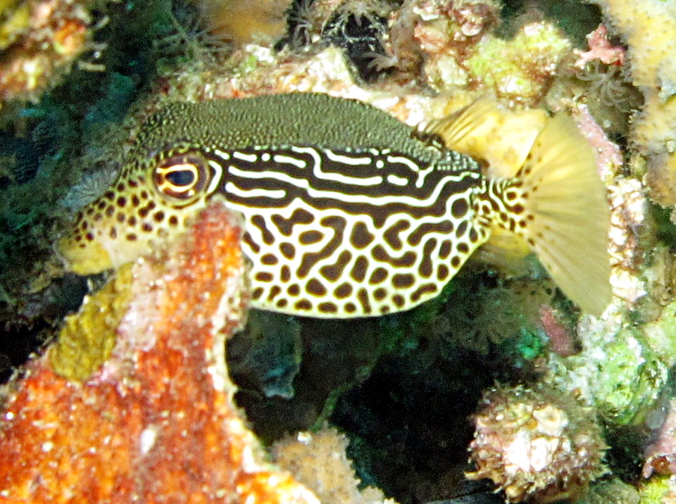 Solor Boxfish - Ostracion solorensis