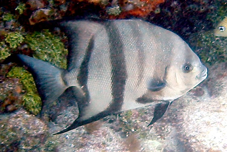 Atlantic Spadefish - Chaetodipterus faber