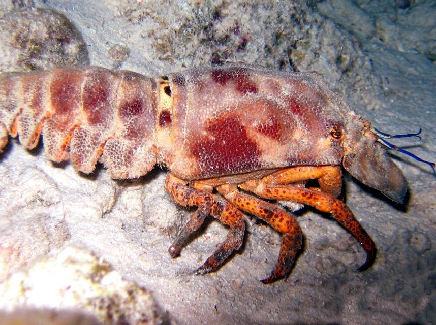 Spanish Lobster - Scyllarides aequinoctialis