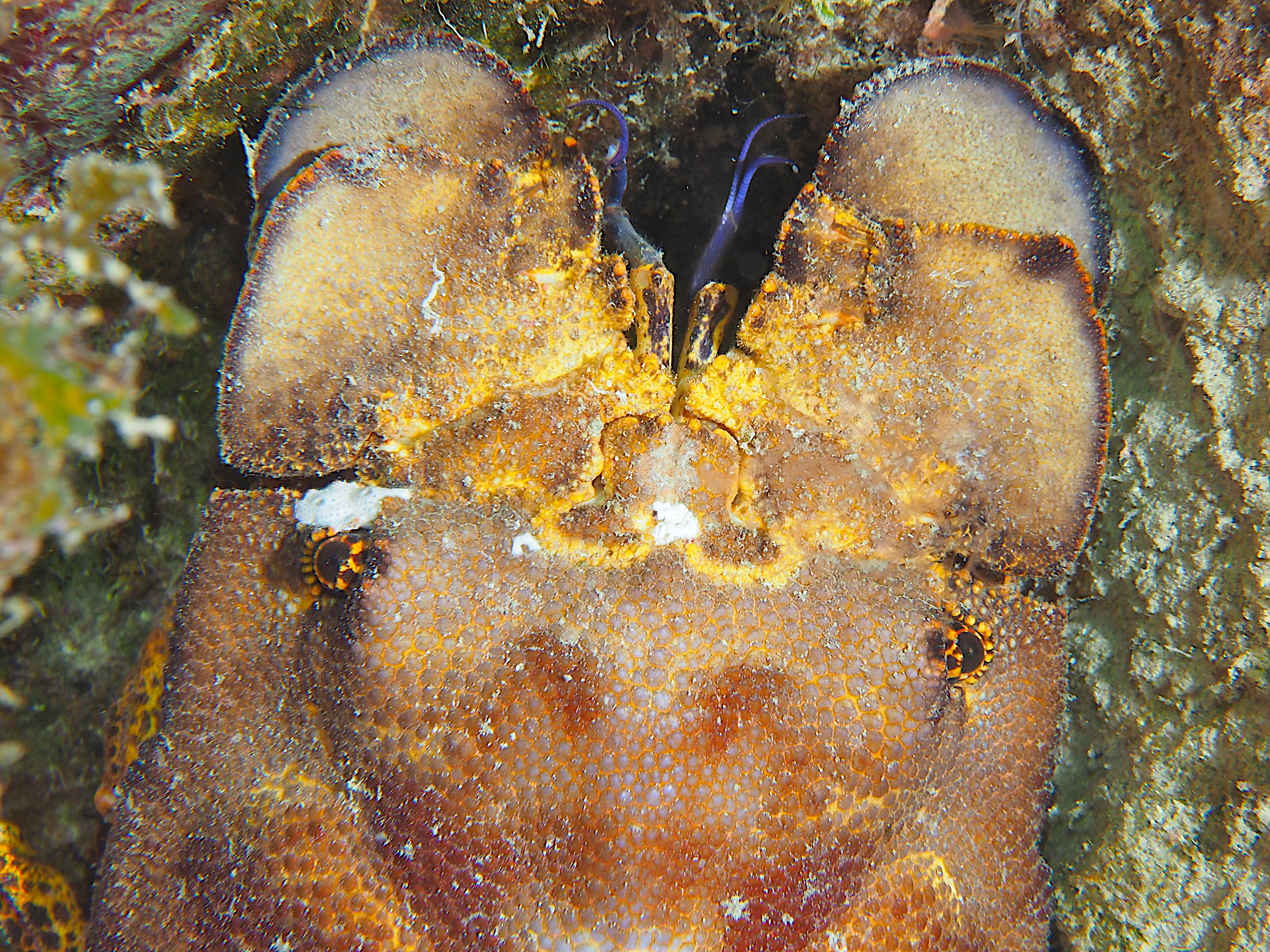 Spanish Lobster - Scyllarides aequinoctialis