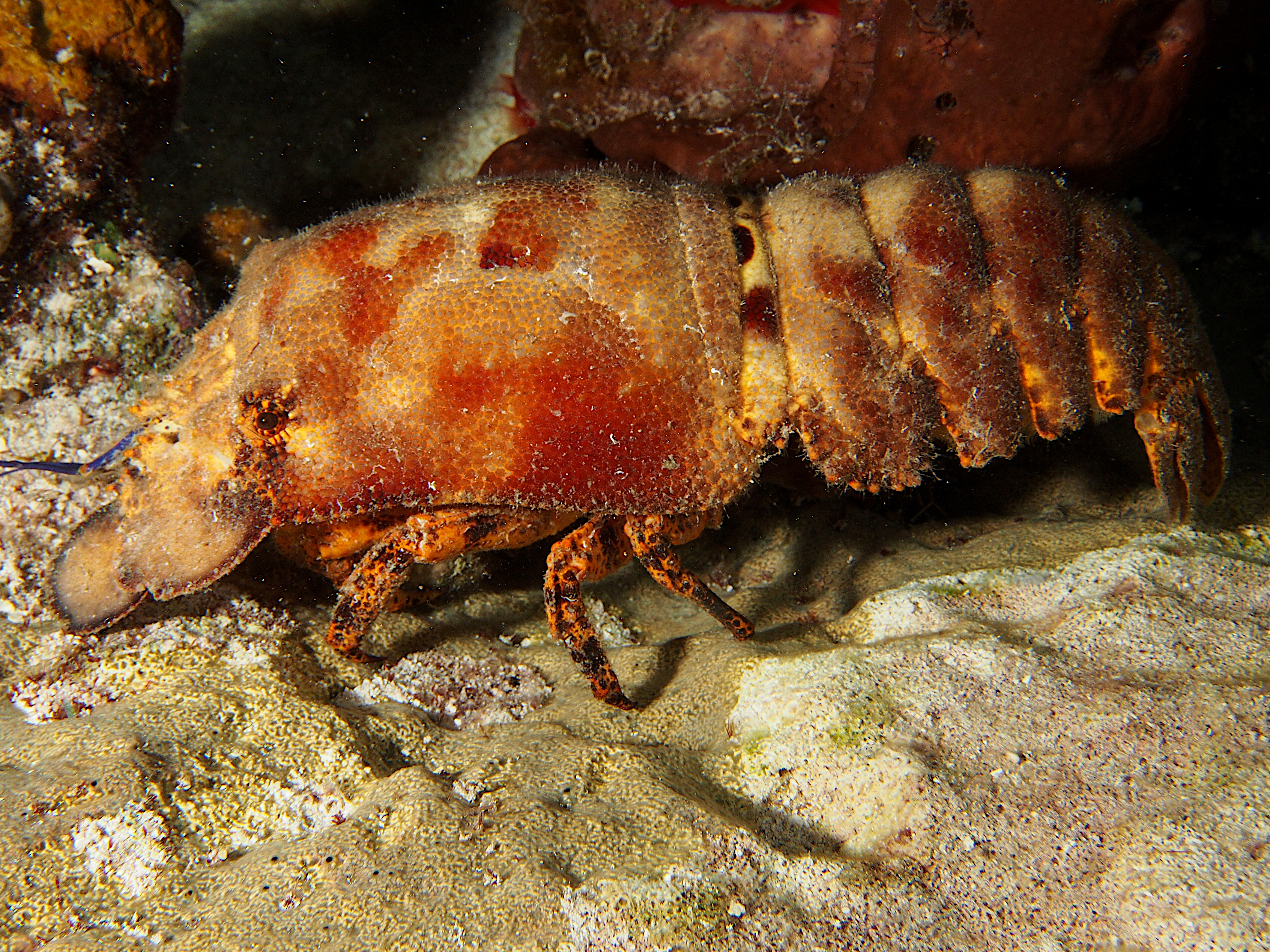Spanish Lobster - Scyllarides aequinoctialis