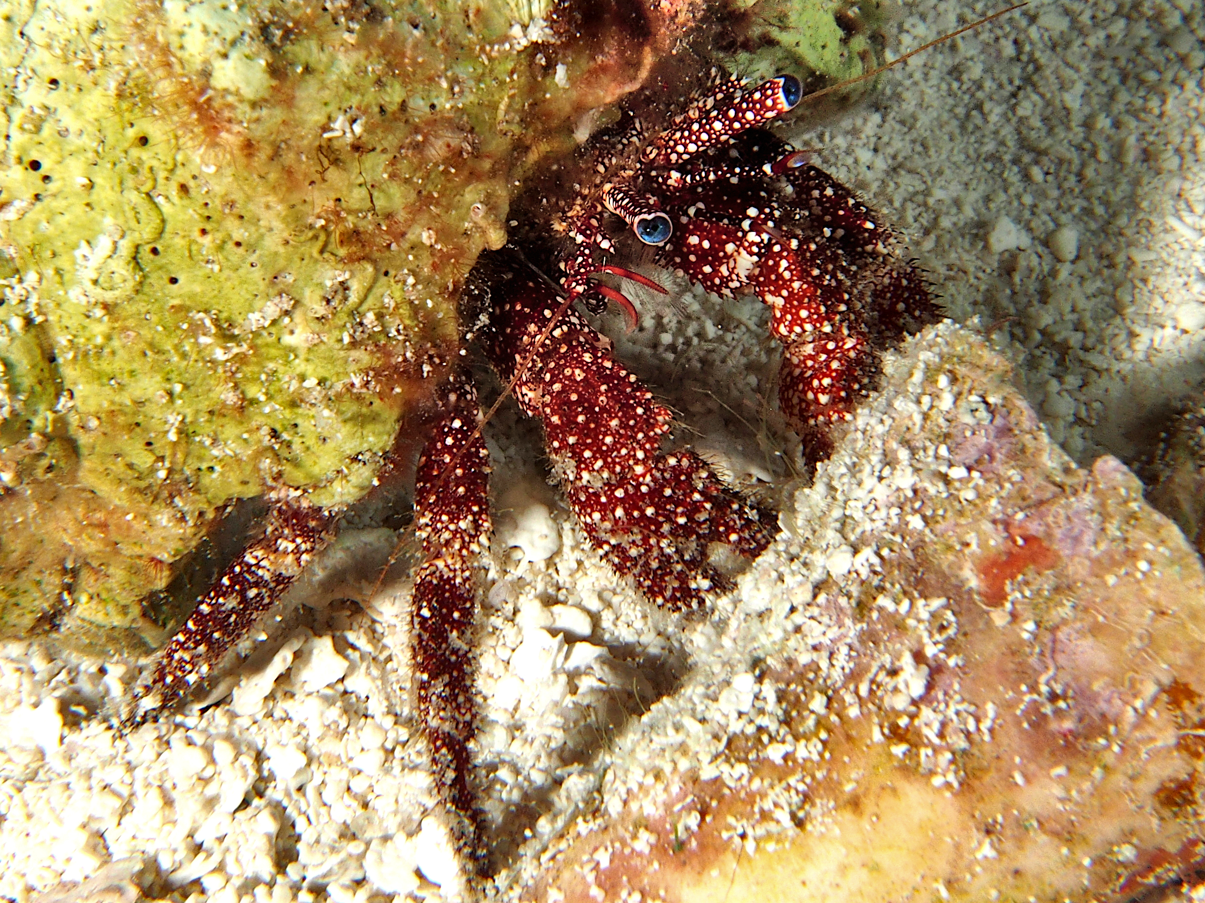 White Speckled Hermit Crab - Paguristes puncticeps