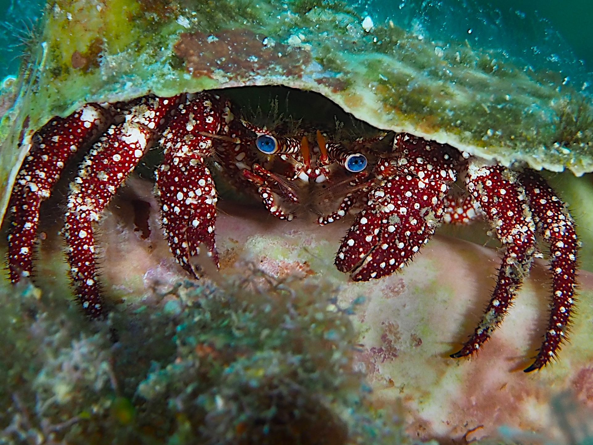 White Speckled Hermit Crab - Paguristes puncticeps