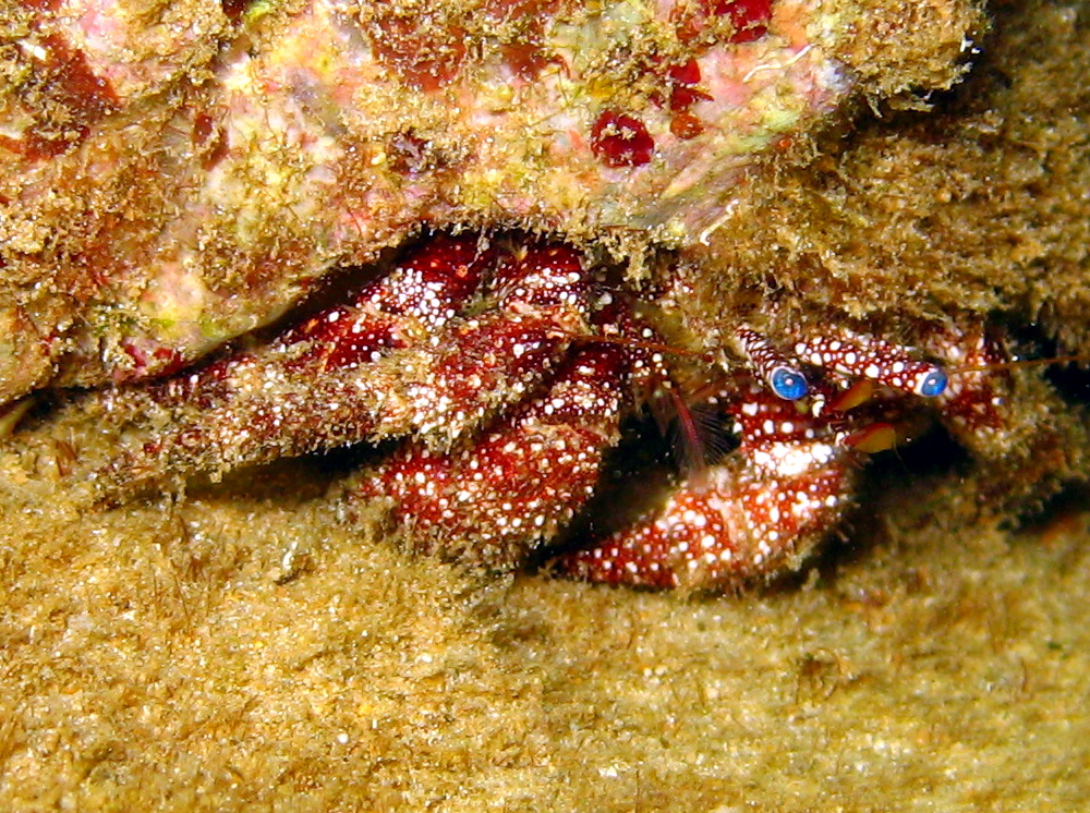 White Speckled Hermit Crab - Paguristes puncticeps