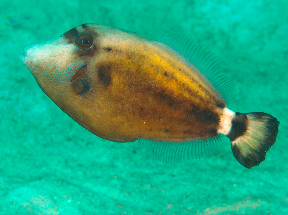 Spectacled Filefish - Cantherhines fronticinctus