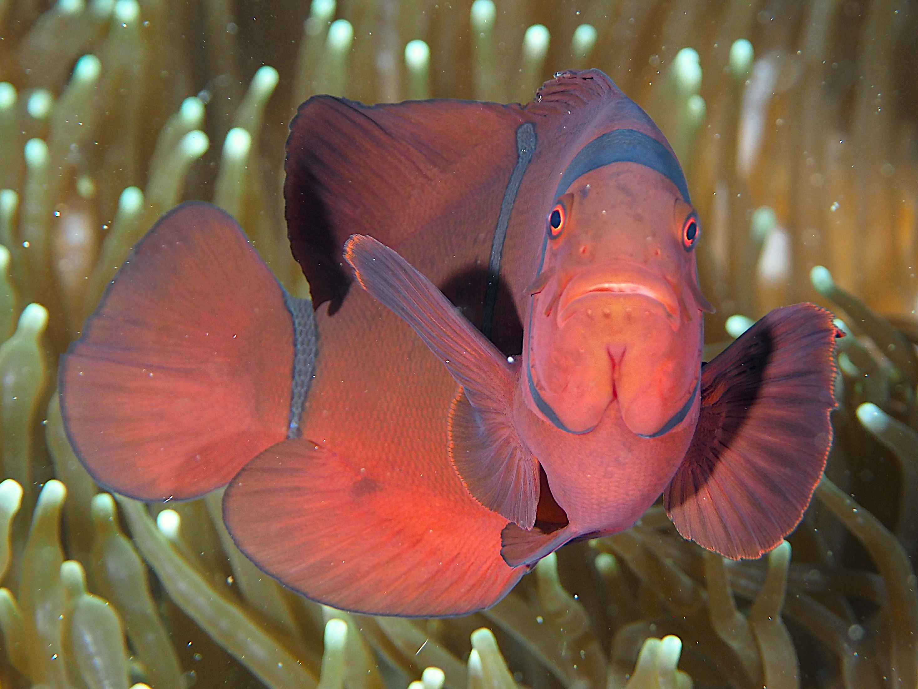 Spinecheek Anemonefish - Amphiprion biaculeatus