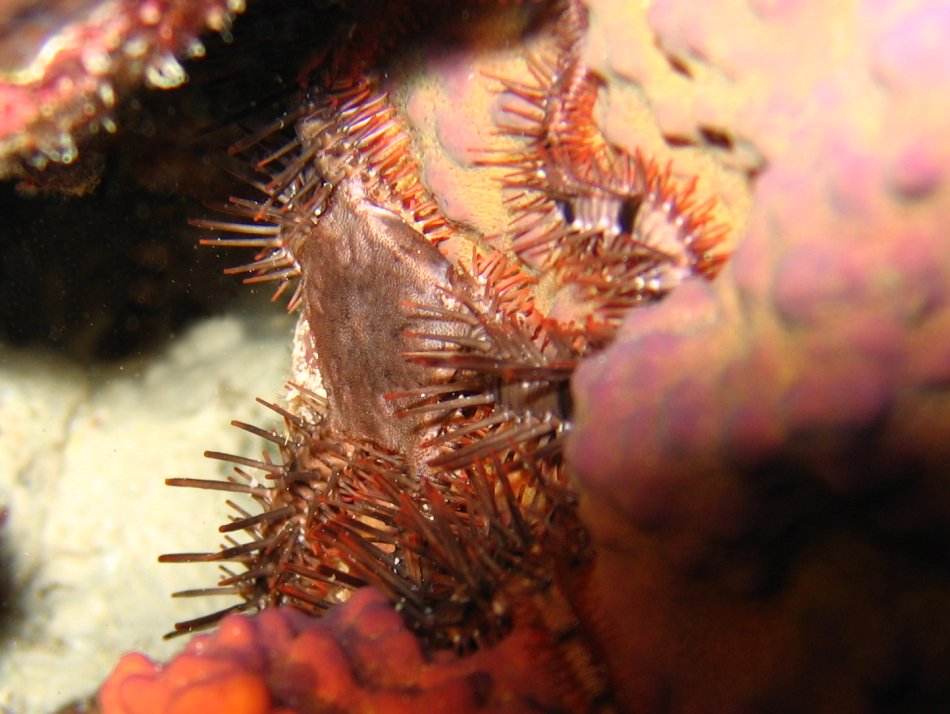 Spiny Brittle Star - Ophiocoma paucigranulata