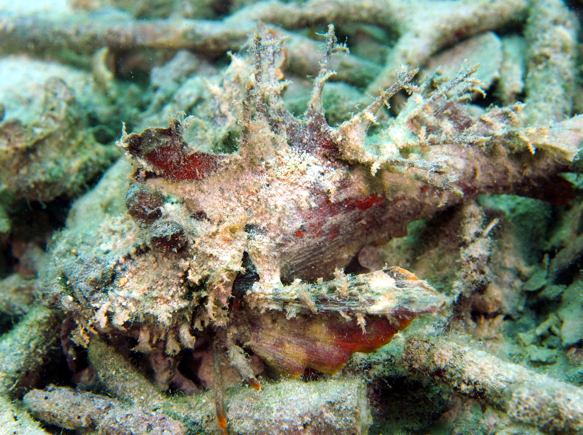 Spiny Devilfish - Inimicus didactylus