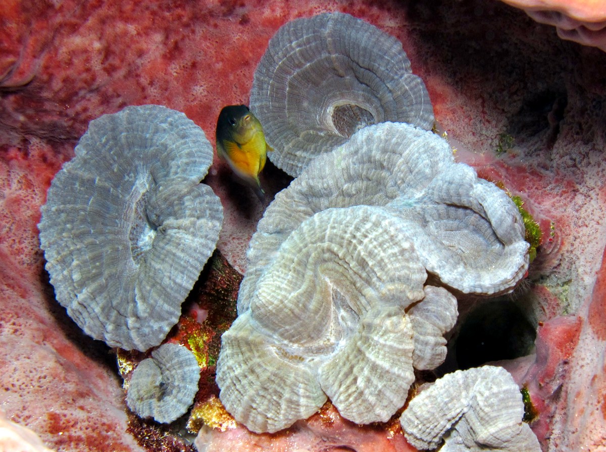 Spiny Flower Coral - Mussa angulosa