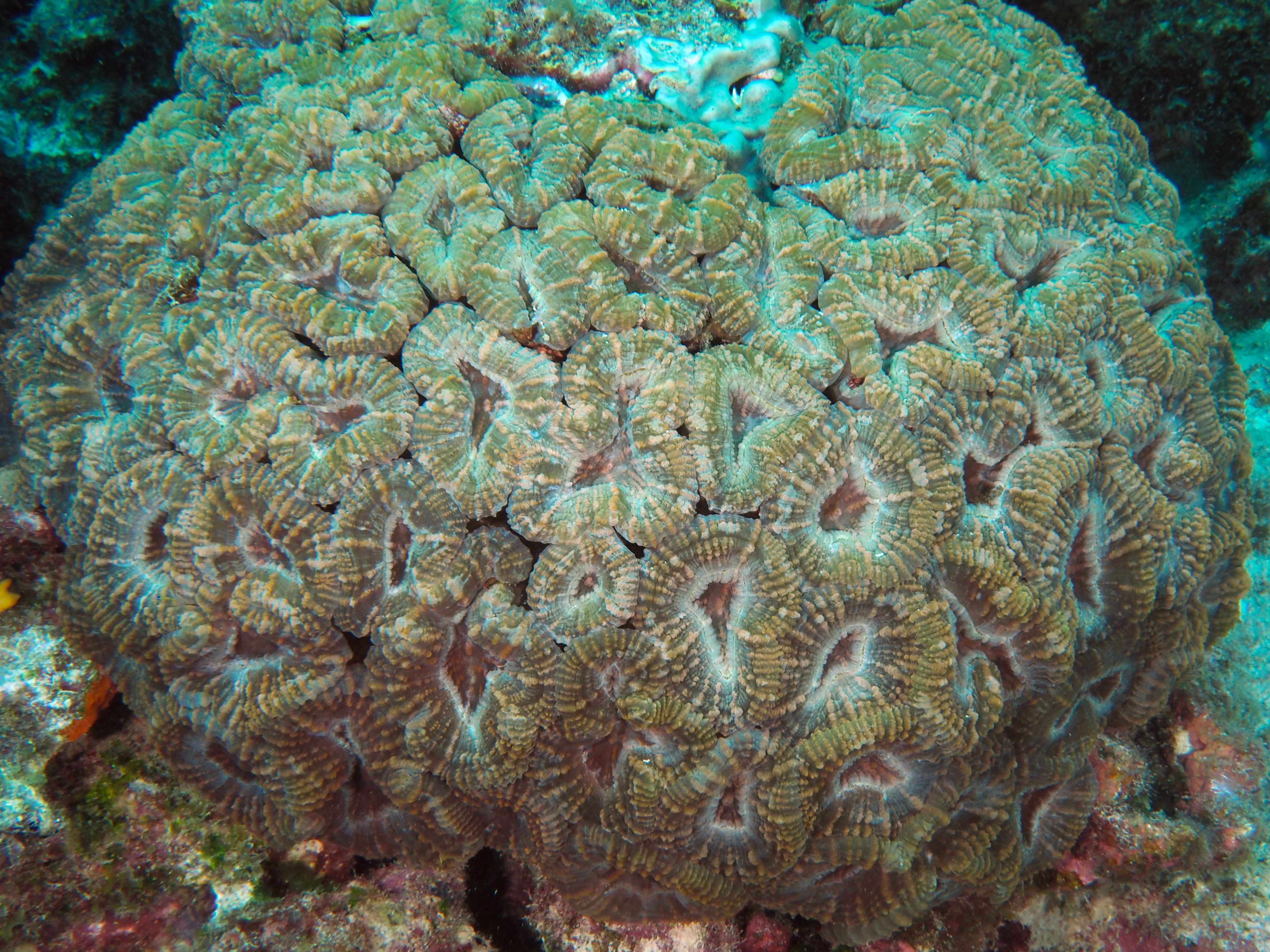 Spiny Flower Coral - Mussa angulosa