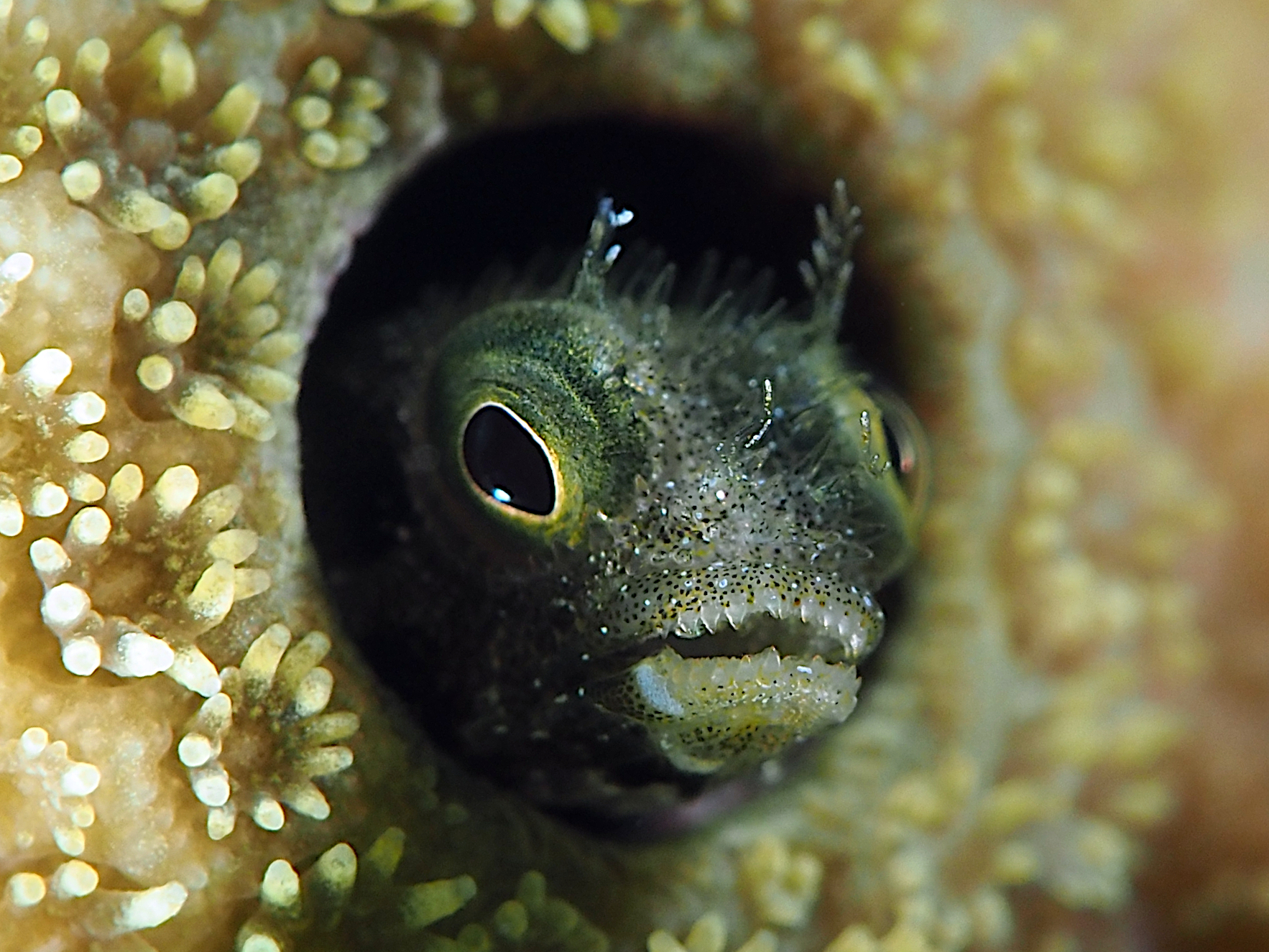 Spinyhead Blenny - Acanthemblemaria spinosa