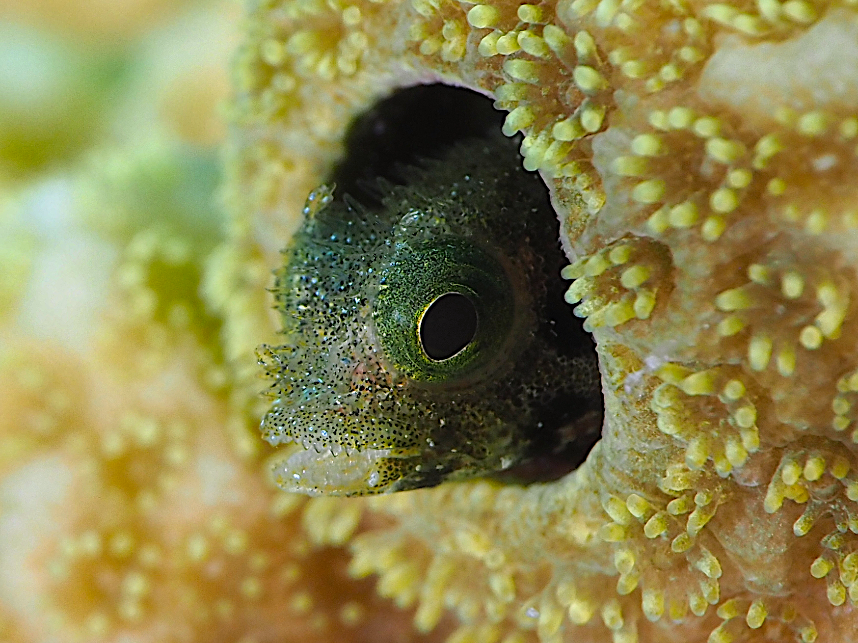 Spinyhead Blenny - Acanthemblemaria spinosa