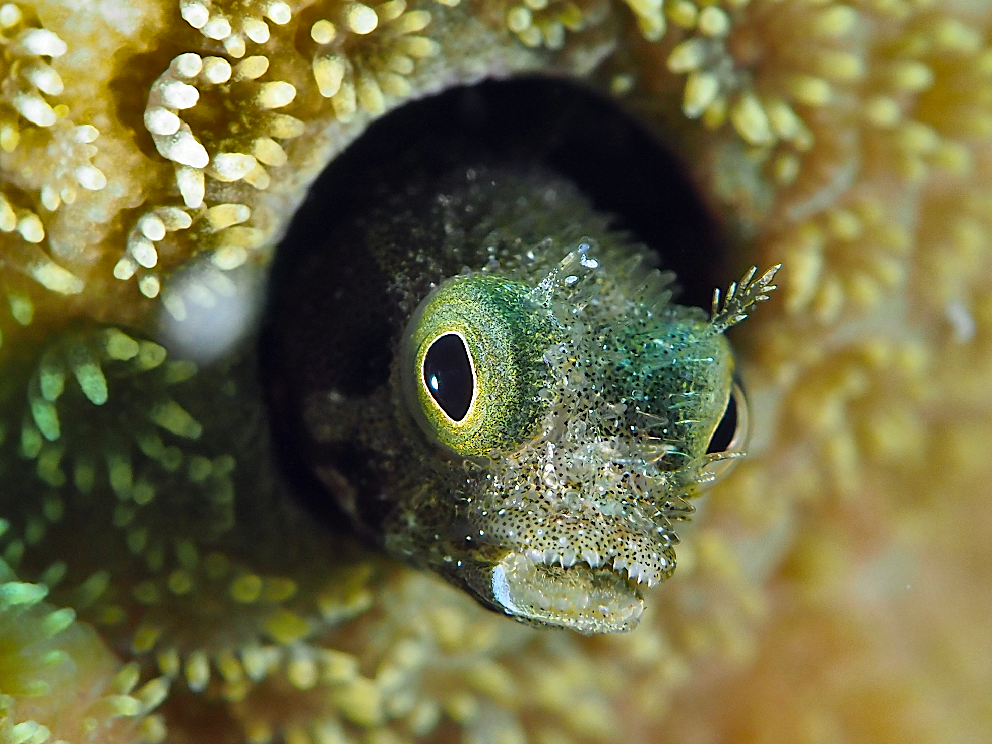 Spinyhead Blenny - Acanthemblemaria spinosa