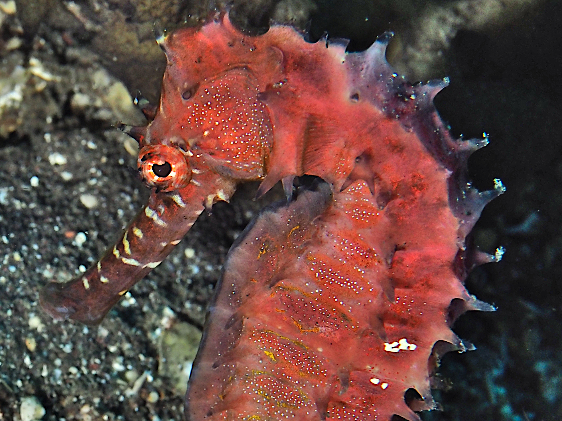 Thorny seahorse - Hippocampus histrix