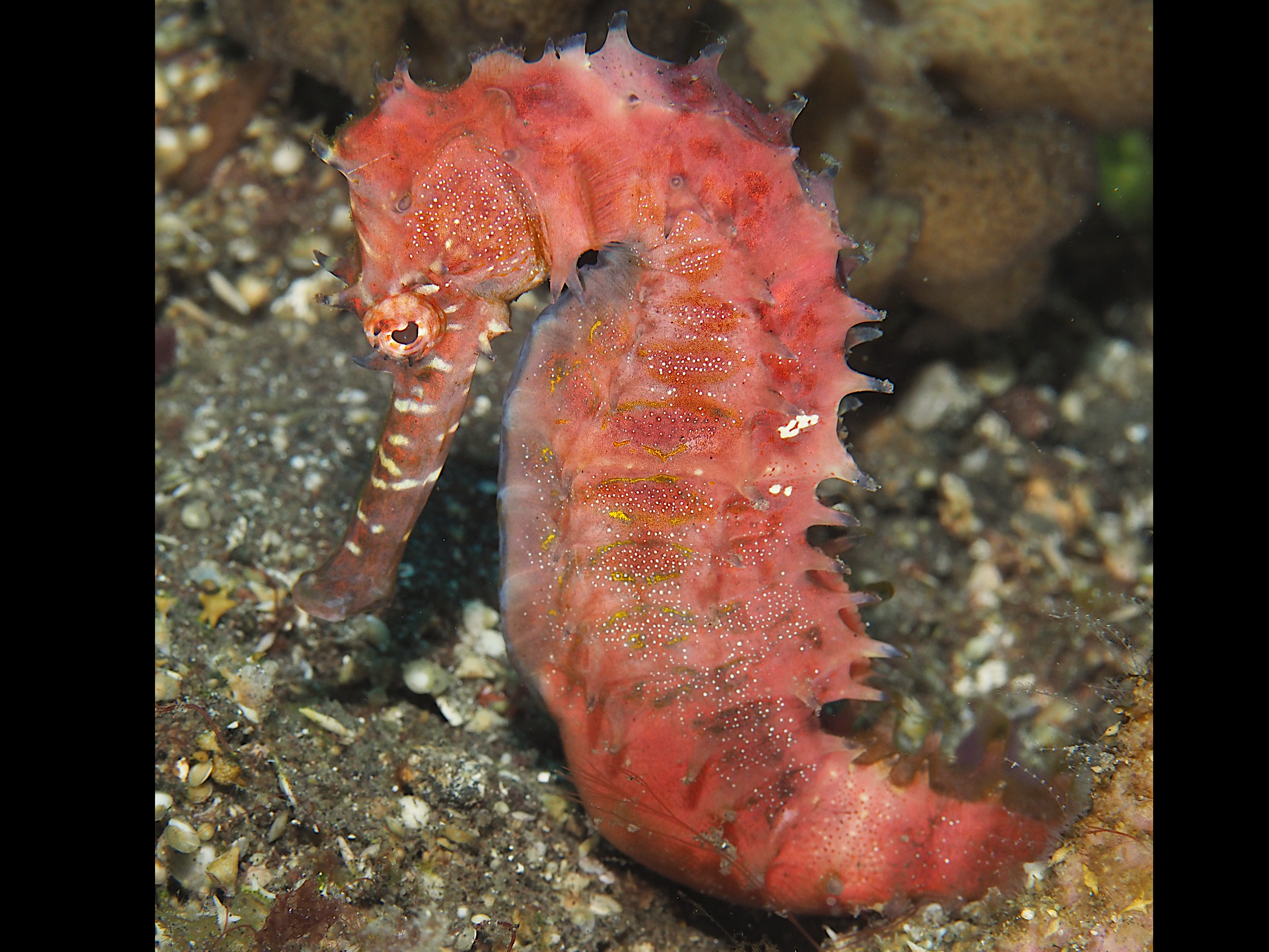 Thorny seahorse - Hippocampus histrix